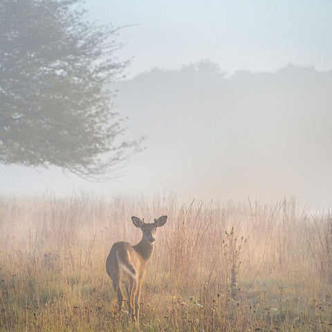 USA-West Virginia-Davis Deer in foggy field White Modern Wood Framed Art Print with Double Matting by Jaynes Gallery
