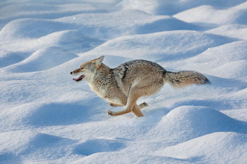 Coyote running through fresh snow-Yellowstone National Park-Wyoming White Modern Wood Framed Art Print with Double Matting by Jones, Adam