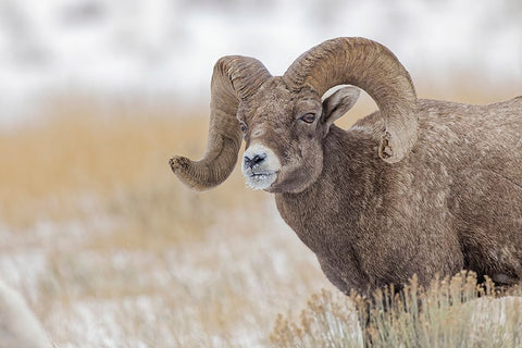 Bighorn sheep in winter Grand Teton National Park-Wyoming Black Ornate Wood Framed Art Print with Double Matting by Jones, Adam