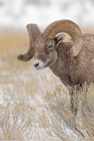 Bighorn sheep in winter Grand Teton National Park-Wyoming White Modern Wood Framed Art Print with Double Matting by Jones, Adam