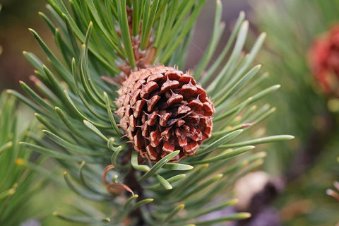 Lodgepole pine and pine cone-Yellowstone National Park-Wyoming White Modern Wood Framed Art Print with Double Matting by Jones, Adam
