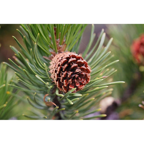 Lodgepole pine and pine cone-Yellowstone National Park-Wyoming Gold Ornate Wood Framed Art Print with Double Matting by Jones, Adam