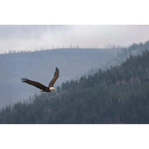 Bald eagle-flying-Yellowstone National Park-Wyoming Gold Ornate Wood Framed Art Print with Double Matting by Jones, Adam