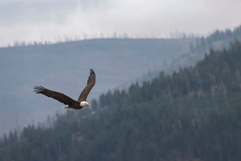 Bald eagle-flying-Yellowstone National Park-Wyoming White Modern Wood Framed Art Print with Double Matting by Jones, Adam