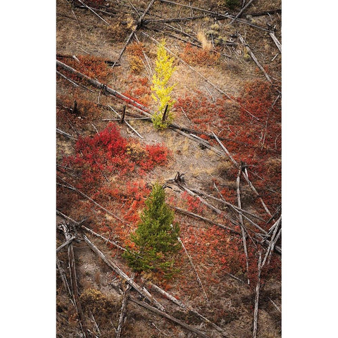 Red autumn Huckleberry vegetation and fallen trees-Yellowstone National Park-Wyoming Gold Ornate Wood Framed Art Print with Double Matting by Jones, Adam