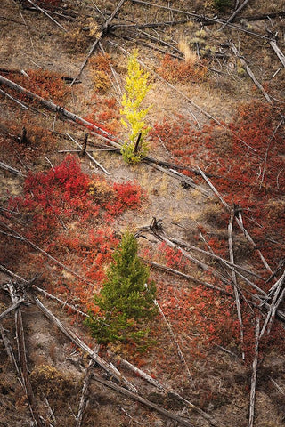 Red autumn Huckleberry vegetation and fallen trees-Yellowstone National Park-Wyoming White Modern Wood Framed Art Print with Double Matting by Jones, Adam