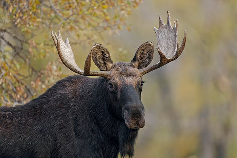 Bull moose-Grand Teton National Park-Wyoming Black Ornate Wood Framed Art Print with Double Matting by Jones, Adam