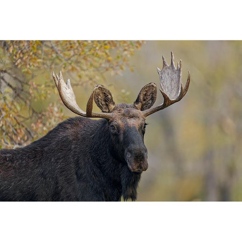 Bull moose-Grand Teton National Park-Wyoming Black Modern Wood Framed Art Print by Jones, Adam