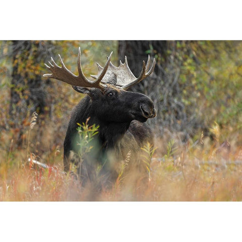 Bull moose-Grand Teton National Park-Wyoming Gold Ornate Wood Framed Art Print with Double Matting by Jones, Adam