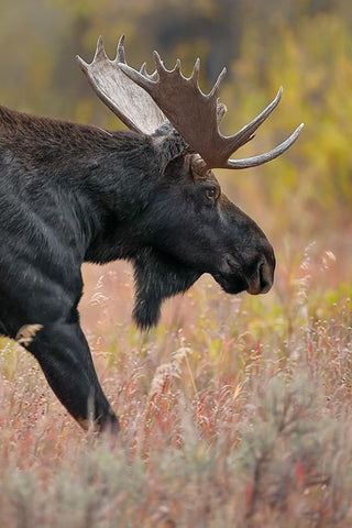 Bull moose-Grand Teton National Park-Wyoming Black Ornate Wood Framed Art Print with Double Matting by Jones, Adam