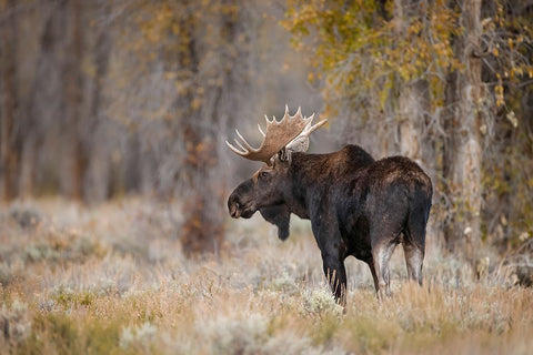 Bull moose-Grand Teton National Park-Wyoming White Modern Wood Framed Art Print with Double Matting by Jones, Adam