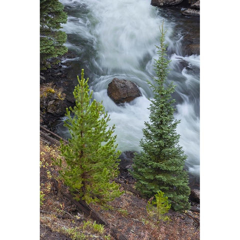 Flowing water in Firehole River-Yellowstone National Park-Wyoming Gold Ornate Wood Framed Art Print with Double Matting by Jones, Adam