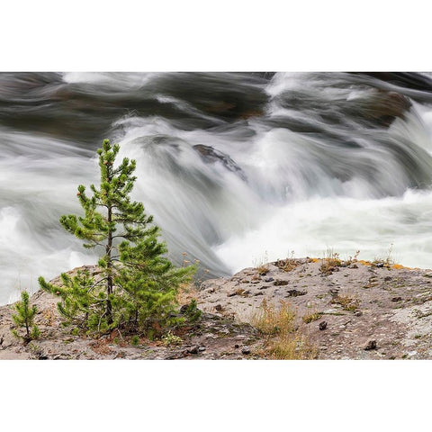 Small evergreen tree along Firehole River-Yellowstone National Park-Wyoming Gold Ornate Wood Framed Art Print with Double Matting by Jones, Adam