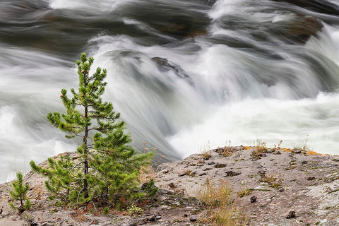 Small evergreen tree along Firehole River-Yellowstone National Park-Wyoming Black Ornate Wood Framed Art Print with Double Matting by Jones, Adam