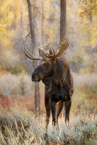 Bull moose in autumn-Grand Teton National Park-Wyoming Black Ornate Wood Framed Art Print with Double Matting by Jones, Adam