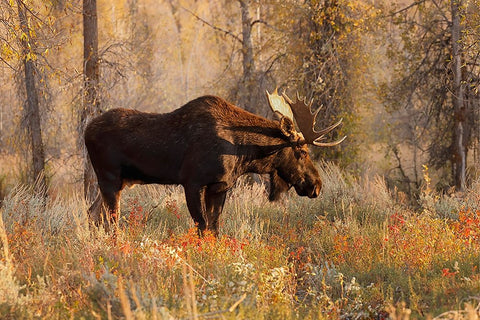 Bull moose in autumn-Grand Teton National Park-Wyoming Black Ornate Wood Framed Art Print with Double Matting by Jones, Adam