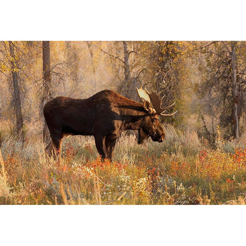Bull moose in autumn-Grand Teton National Park-Wyoming Gold Ornate Wood Framed Art Print with Double Matting by Jones, Adam