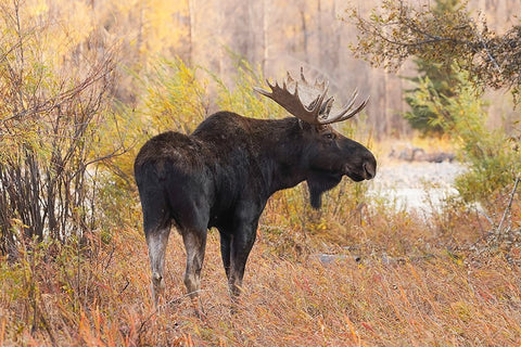 Bull moose in autumn-Grand Teton National Park-Wyoming White Modern Wood Framed Art Print with Double Matting by Jones, Adam