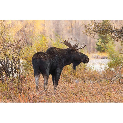 Bull moose in autumn-Grand Teton National Park-Wyoming Black Modern Wood Framed Art Print with Double Matting by Jones, Adam