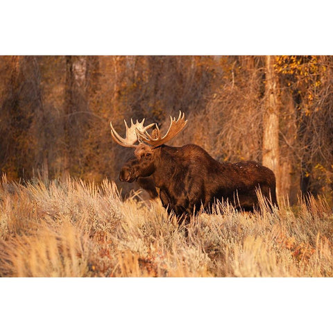 Bull moose in autumn-Grand Teton National Park-Wyoming White Modern Wood Framed Art Print by Jones, Adam