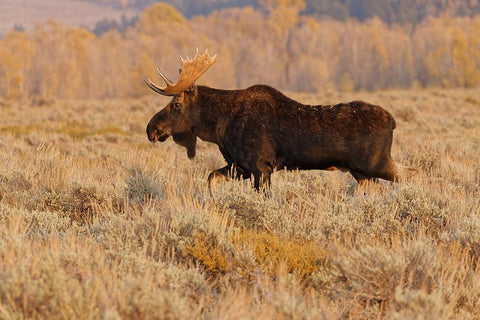 Bull moose in autumn-Grand Teton National Park-Wyoming White Modern Wood Framed Art Print with Double Matting by Jones, Adam