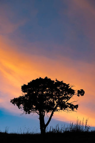 Single tree silhouetted at sunrise-Yellowstone National Park-Wyoming Black Ornate Wood Framed Art Print with Double Matting by Jones, Adam