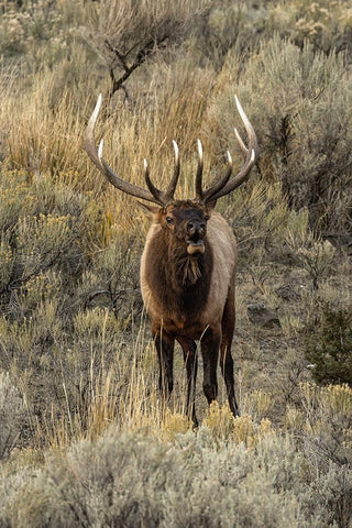 Bull elk bugling or wapiti-Yellowstone National Park-Wyoming Black Ornate Wood Framed Art Print with Double Matting by Jones, Adam