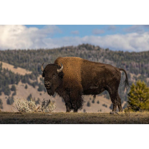 American Bison Yellowstone National Park-Wyoming Black Modern Wood Framed Art Print with Double Matting by Jones, Adam