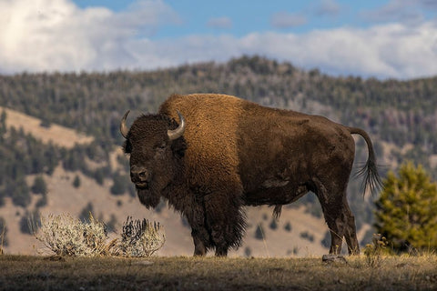 American Bison Yellowstone National Park-Wyoming Black Ornate Wood Framed Art Print with Double Matting by Jones, Adam
