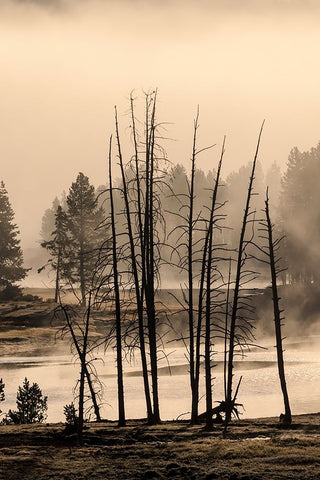 Dead trees near geothermal feature-Yellowstone National Park-Wyoming White Modern Wood Framed Art Print with Double Matting by Jones, Adam