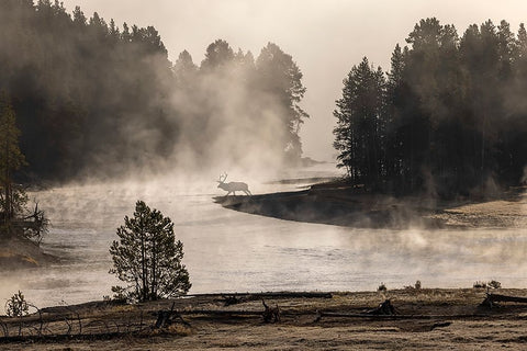 Morning mist on Yellowstone River-Yellowstone National Park-Wyoming Black Ornate Wood Framed Art Print with Double Matting by Jones, Adam