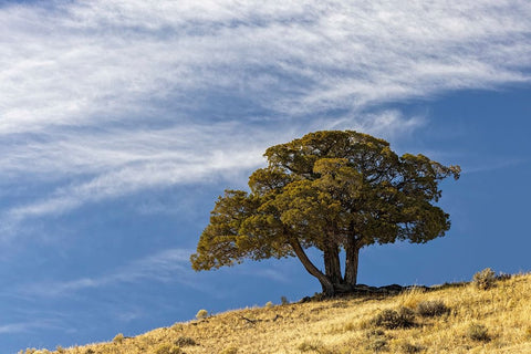 Single cedar tree on ridge top-Yellowstone National Park-Wyoming White Modern Wood Framed Art Print with Double Matting by Jones, Adam