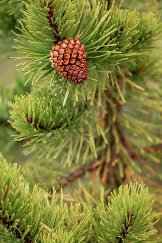 Lodgepole pine and pinecone-Yellowstone National Park-Wyoming White Modern Wood Framed Art Print with Double Matting by Jones, Adam