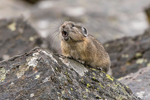 Pika-Ochotona princeps-Yellowstone National Park-Wyoming Black Ornate Wood Framed Art Print with Double Matting by Jones, Adam