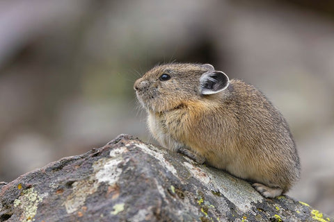 Pika-Ochotona princeps-Yellowstone National Park-Wyoming White Modern Wood Framed Art Print with Double Matting by Jones, Adam