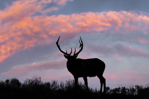 Bull elk or wapiti silhouetted on ridge top-Yellowstone National Park-Wyoming Black Ornate Wood Framed Art Print with Double Matting by Jones, Adam