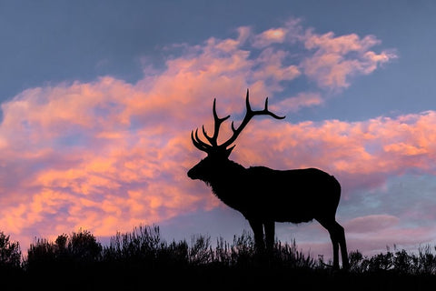 Bull elk or wapiti silhouetted on ridge top-Yellowstone National Park-Wyoming White Modern Wood Framed Art Print with Double Matting by Jones, Adam