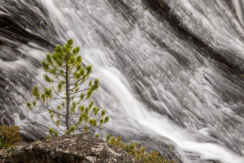 Small pine tree and Gibbon Falls-Yellowstone National Park-Wyoming Black Ornate Wood Framed Art Print with Double Matting by Jones, Adam