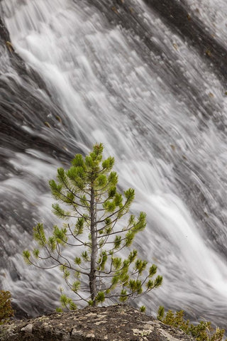 Small pine tree and Gibbon Falls-Yellowstone National Park-Wyoming Black Ornate Wood Framed Art Print with Double Matting by Jones, Adam