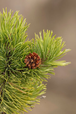 Lodgepole pine and pinecone-Yellowstone National Park-Wyoming Black Ornate Wood Framed Art Print with Double Matting by Jones, Adam
