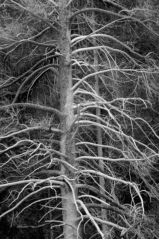 Silicified (calcified) tree-Upper Geyser Basin-Yellowstone National Park-Wyoming White Modern Wood Framed Art Print with Double Matting by Jones, Adam