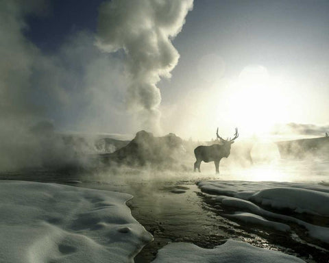 WY, Yellowstone, Castle Geyser Silhouette of elk Black Ornate Wood Framed Art Print with Double Matting by Zuckerman, Jim