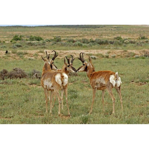 Wyoming, Carbon County Pronghorn bucks greeting Black Modern Wood Framed Art Print with Double Matting by Illg, Cathy and Gordon