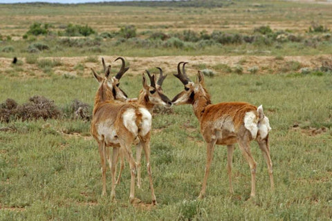Wyoming, Carbon County Pronghorn bucks greeting Black Ornate Wood Framed Art Print with Double Matting by Illg, Cathy and Gordon