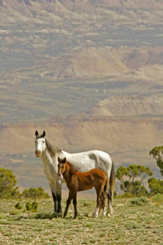 Wyoming, Carbon County Wild horse mare and colt Black Ornate Wood Framed Art Print with Double Matting by Illg, Cathy and Gordon