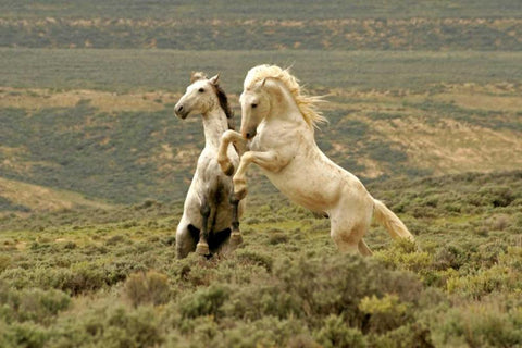 WY, Carbon Co, Wild stallions fighting Black Ornate Wood Framed Art Print with Double Matting by Illg, Cathy and Gordon