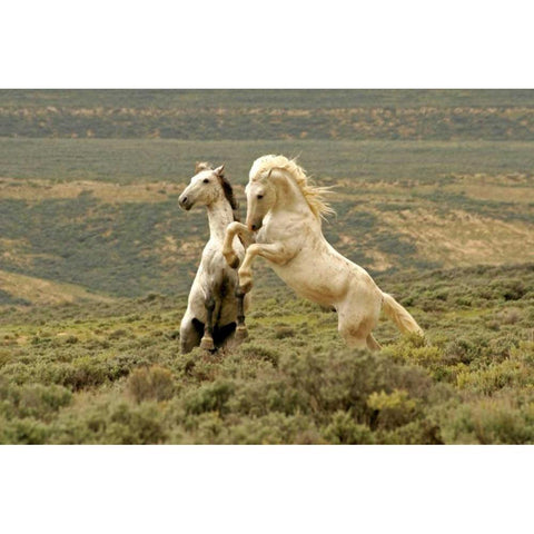 WY, Carbon Co, Wild stallions fighting Black Modern Wood Framed Art Print with Double Matting by Illg, Cathy and Gordon
