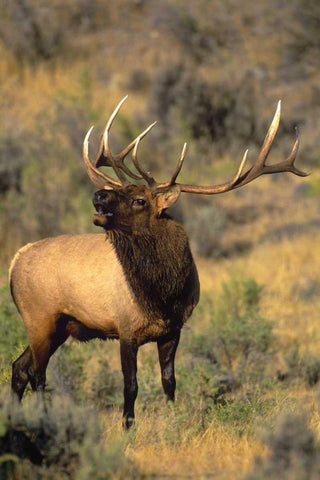 WY, Yellowstone Elk bugling during mating season Black Ornate Wood Framed Art Print with Double Matting by Welling, Dave