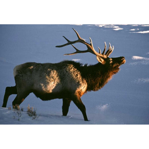 Wyoming, Yellowstone NP Bugling elk in winter Black Modern Wood Framed Art Print with Double Matting by Kaveney, Wendy