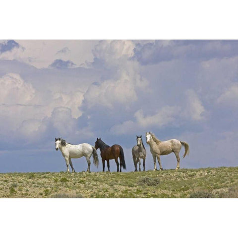 WY, Carbon Co, Wild horses and building clouds Gold Ornate Wood Framed Art Print with Double Matting by Illg, Cathy and Gordon